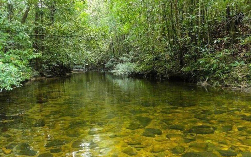 Kanneliya Rain Forest