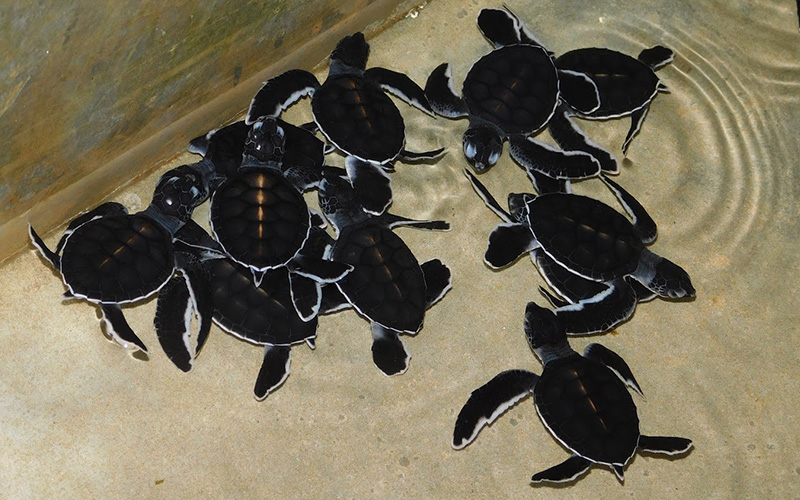 koggala sea turtle farm & hatchery